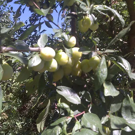 De Remketting 3* Slijk-Ewijk